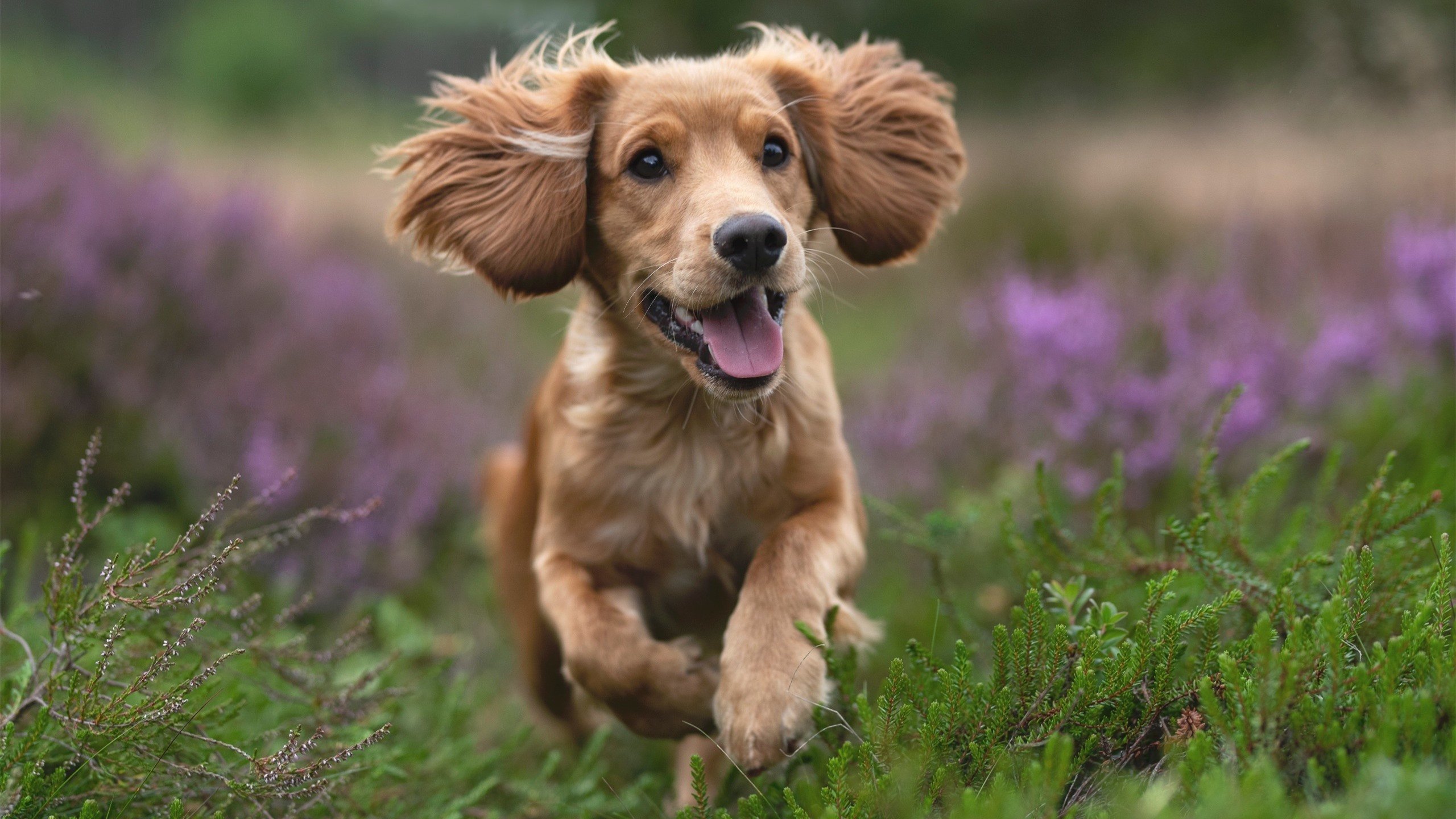 建议（择一使用）