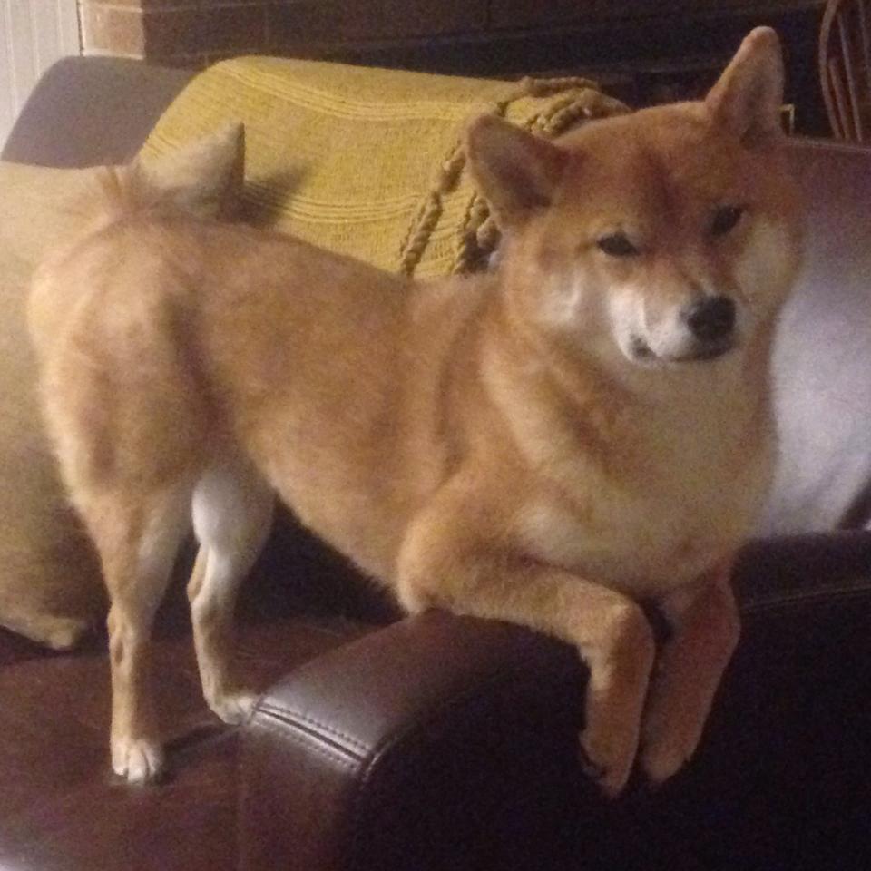 开云sport-终场哨与方格旗，当NBA末节艺术遇见F1新王登基