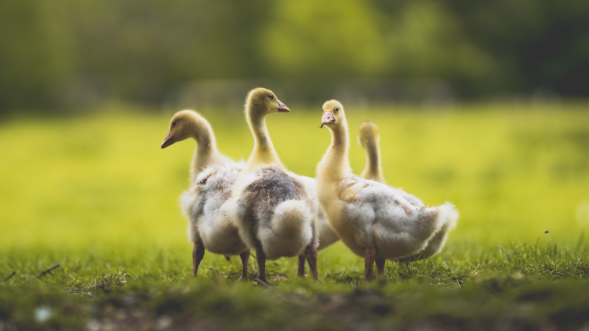 清晨与黄昏,命运齿轮在两个赛场同时转动