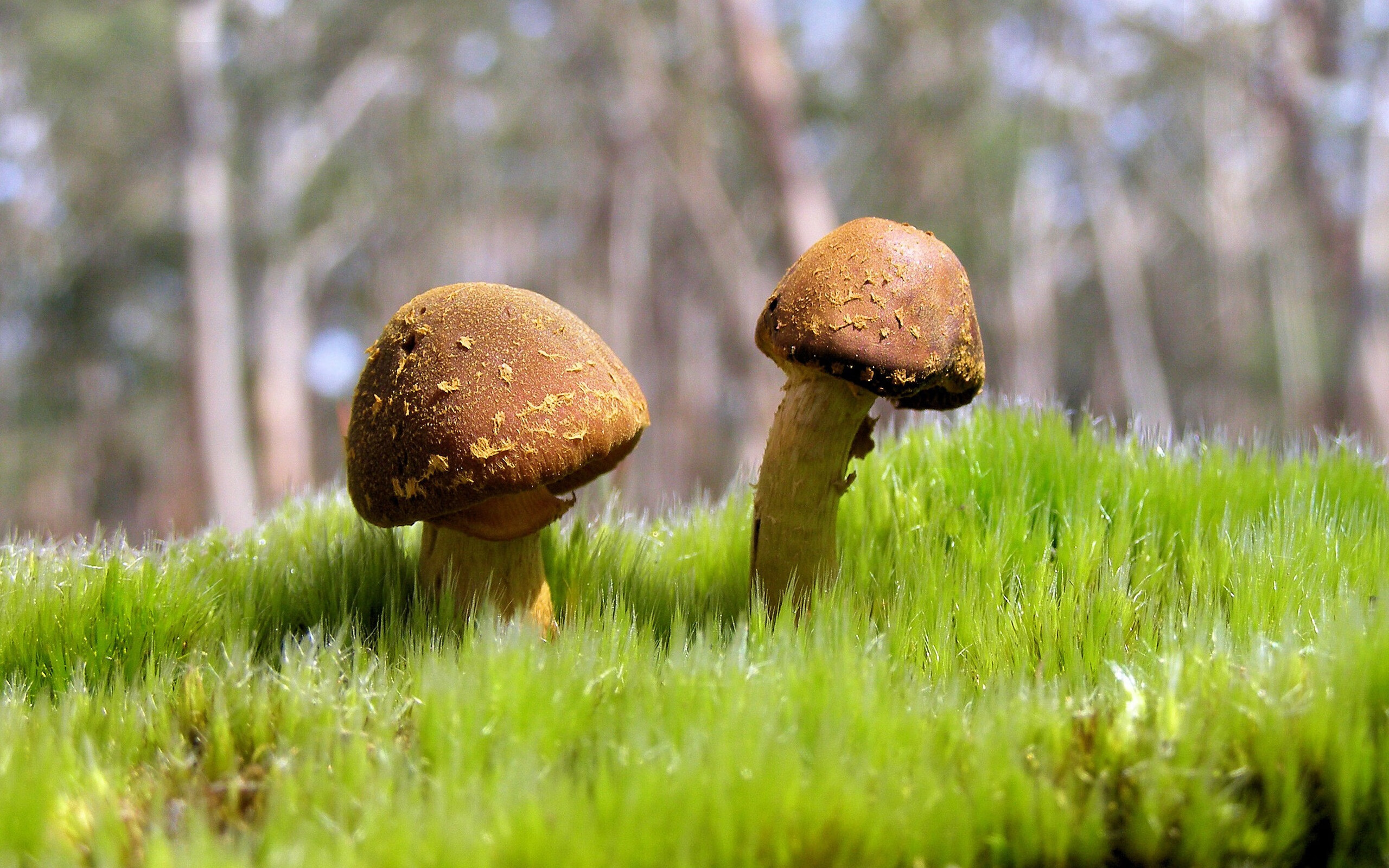 欧陆骑士勒沃库森与北美骑士,两种碾压,一种体育哲学