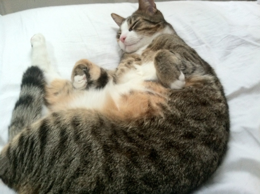 绿茵交响诗,当拜仁黄金阵遇上墨西哥独奏家阿克