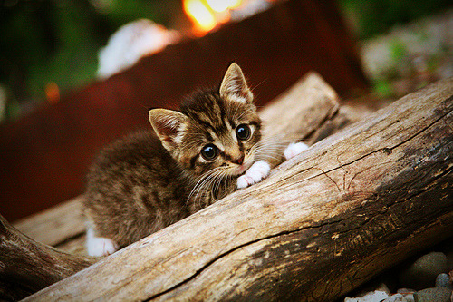 乔治末节导演辽宁逆转,火箭三节领先如何突然崩盘?