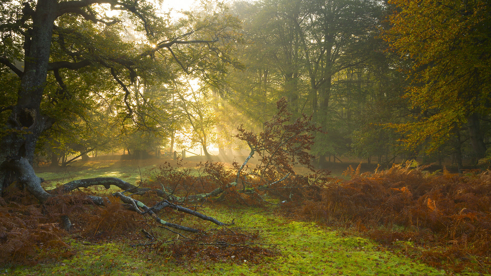 蝶变，恩佐在心脏边缘的攻防艺术
