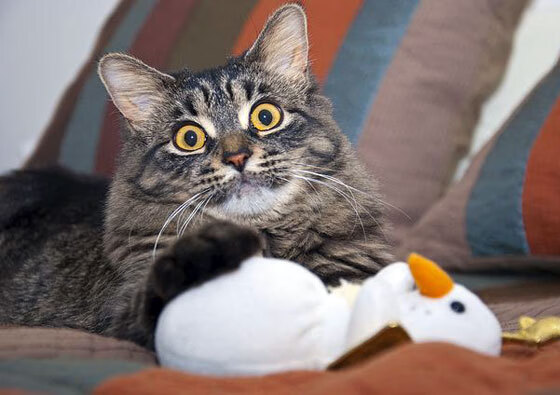 开云体育-唯一绿茵，当西班牙金童为天蓝军团而战