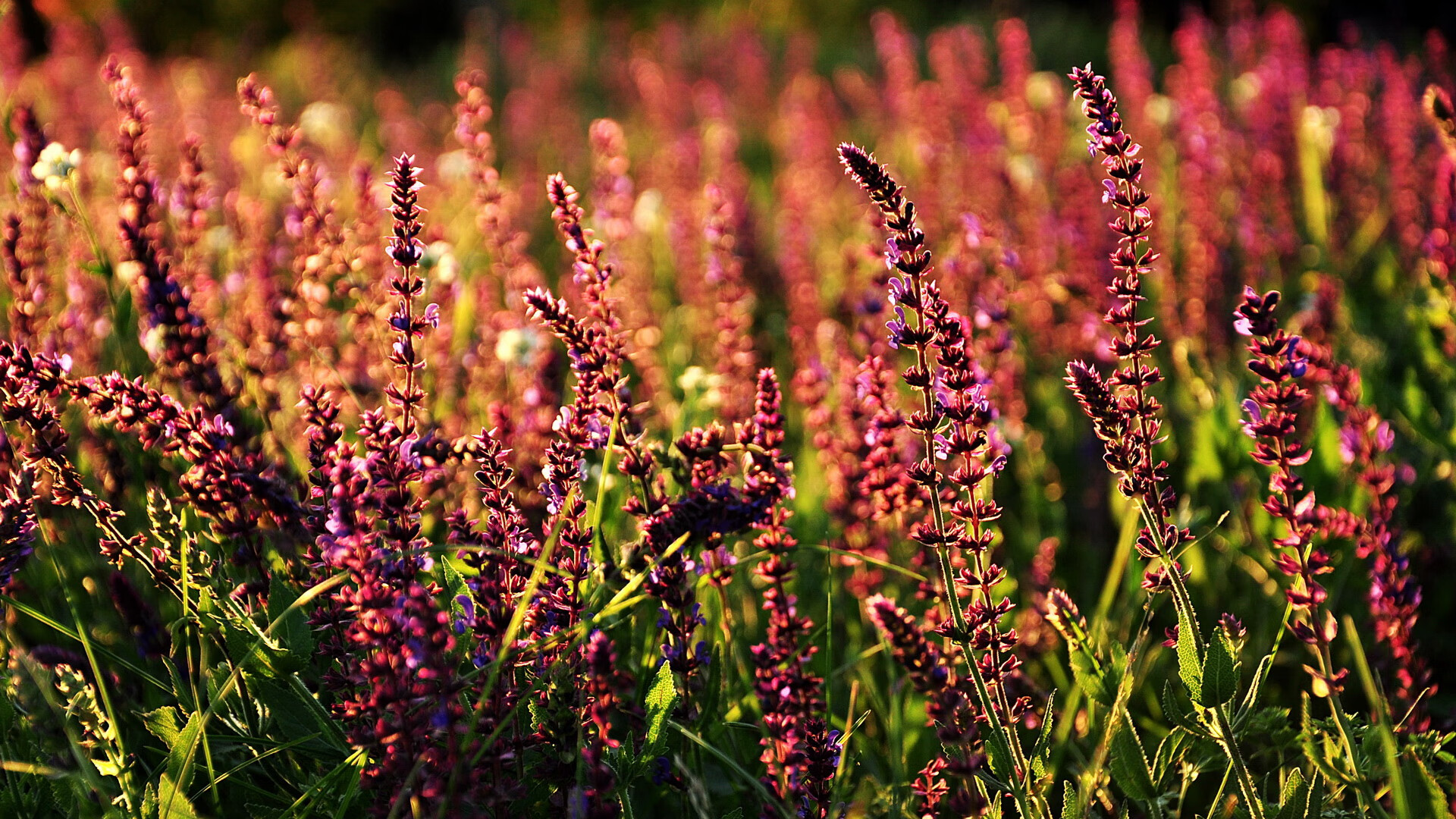 开云体育官网-从克瓦拉茨赫利亚到威尔士，攻防转换如何主宰现代足球
