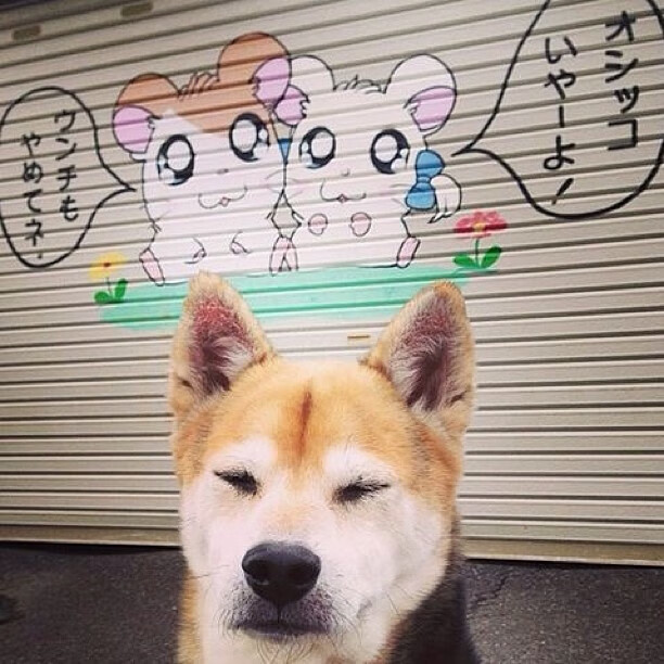 巅峰对决，新疆飞虎剪下客场胜利，真正带走篮网