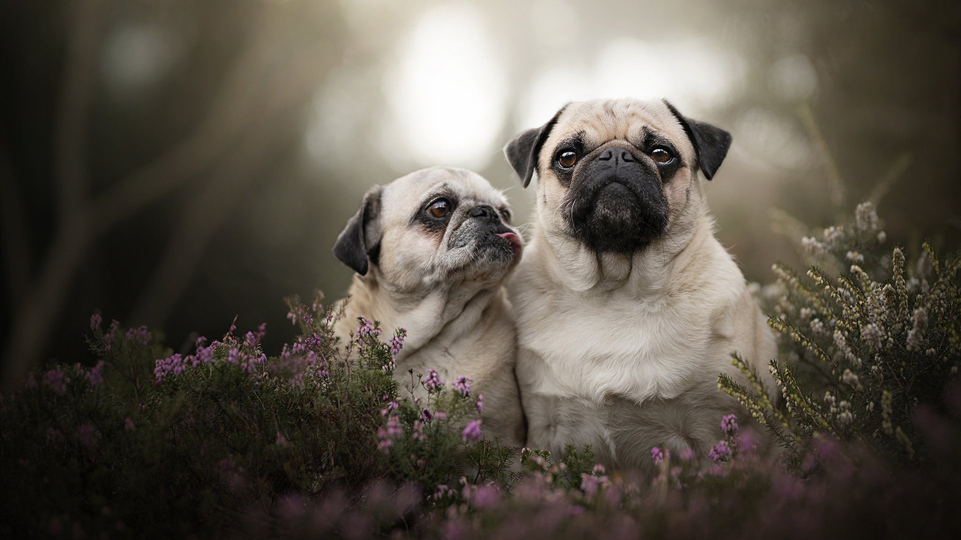 跨越太平洋的篮球辩证法，舞台之上，强者无疆