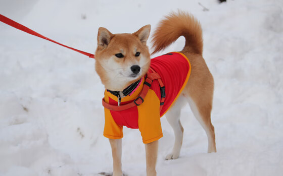 塞维利亚的暮光中，厄德高是唯一的指挥官，一场2-1交响乐