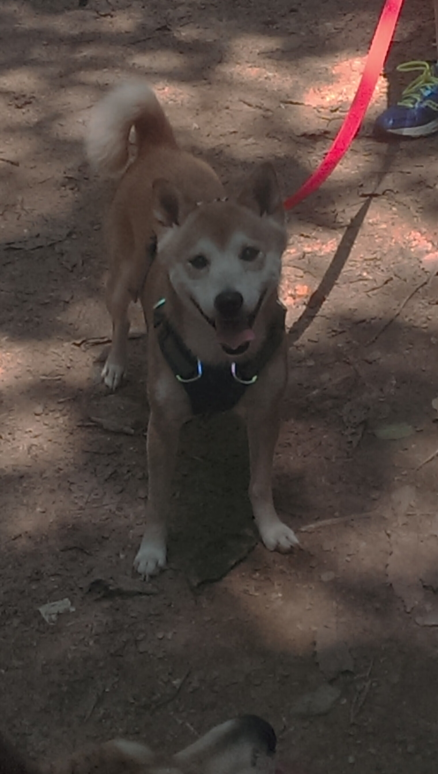 黑色骑士的叛变,当坎塞洛主宰了葡萄牙的黄昏