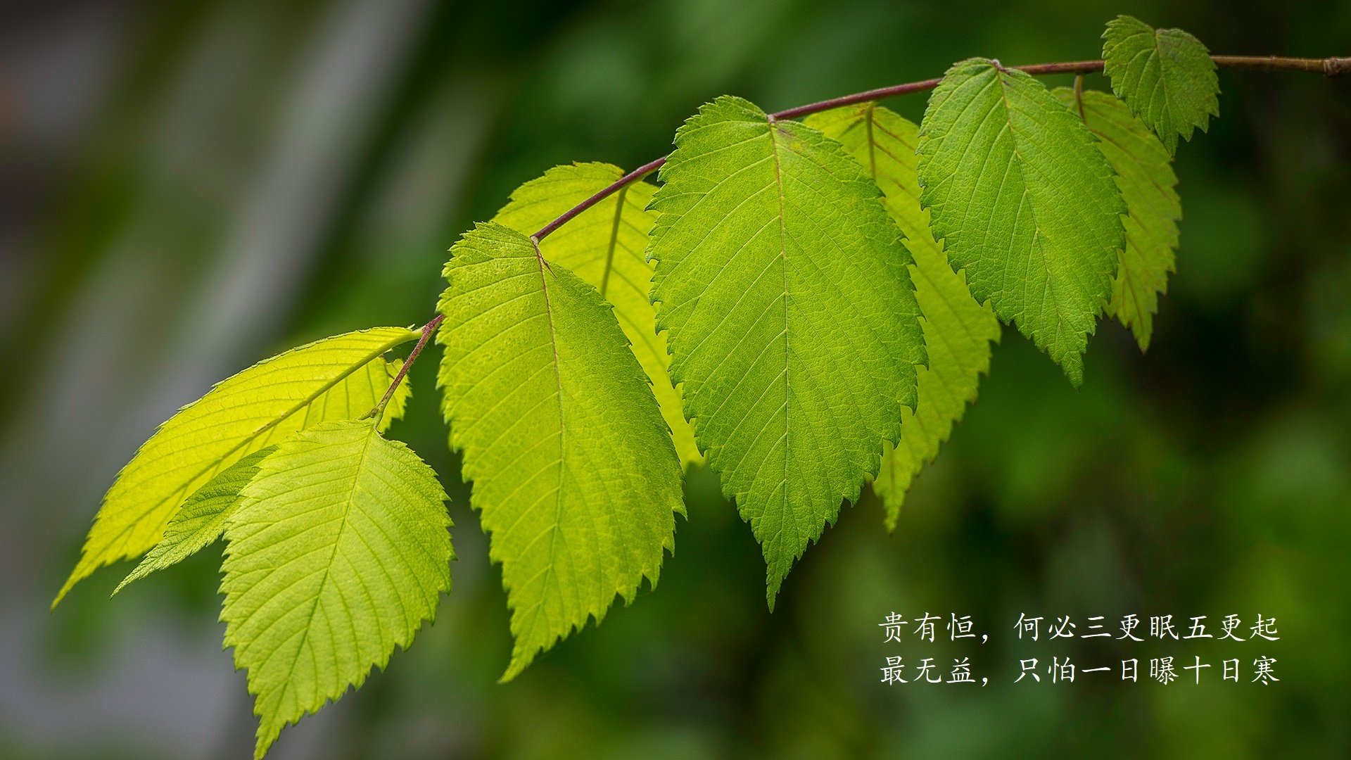 开云体育登录-孤星对太阳—2026世界杯F组，西班牙的绝对碾压，与齐耶赫那唯一闪耀的瞬间