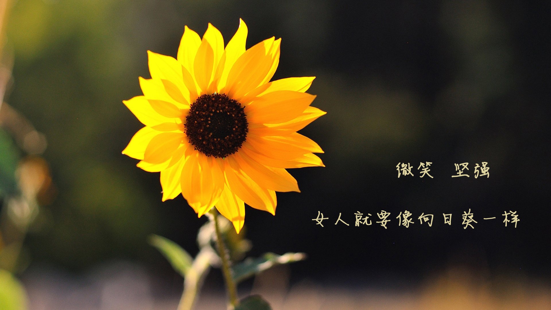 莱赫尼亚之夜，当德容的异乡之舞撕裂童话王国，匈牙利在B组风暴眼预言了一段命运